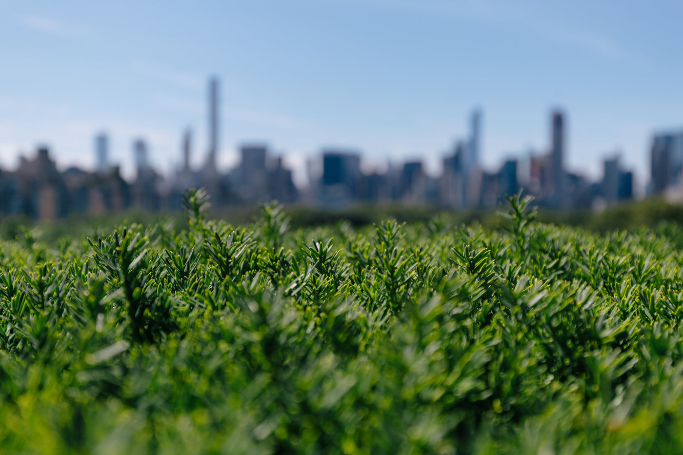 View of a city skyline behind lush greenery, symbolizing a balance of urban living and nature, aligning with Healthy Mobility’s focus on enhancing mobility and independence in all environments.